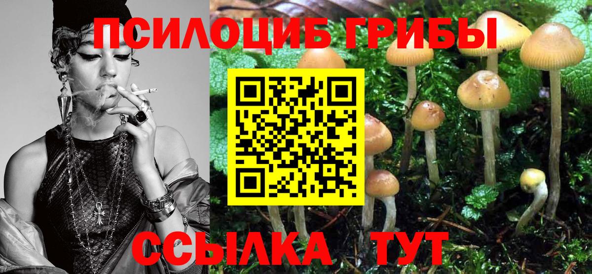 Галлюциногенные грибы Psilocybe Мурино